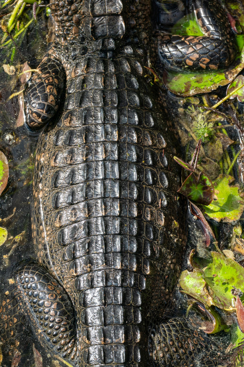 An alligator in Kirby Storter Roadside Park in Big Cypress National Preserve