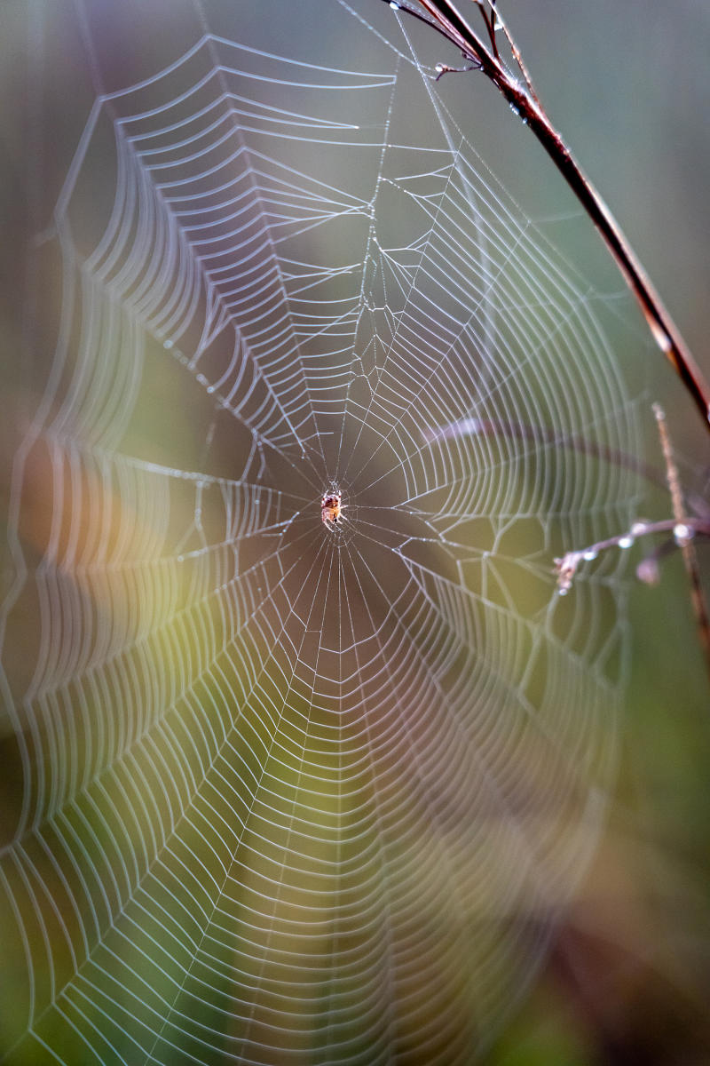 A small spider as the sun rises on sawgrass in Everglades National Park. 