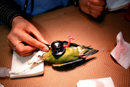 A parakeet is prepared for surgery
Shot for National Geographic World