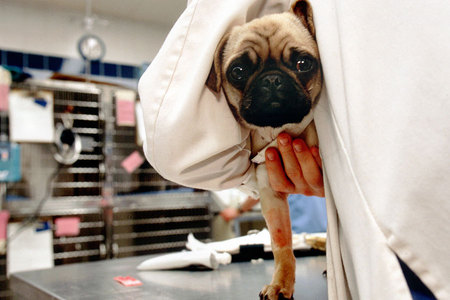 A pug pup is examined
Shot for National Geographic World