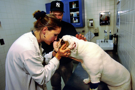 An English bulldog after a tracheotomy
Shot for National Geographic World