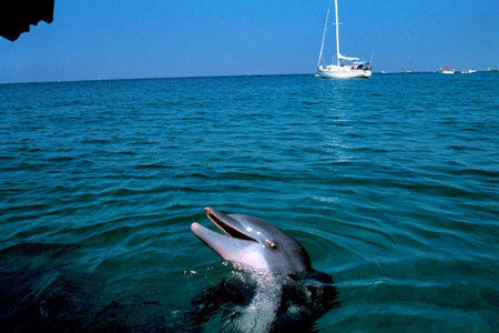 Tame dolphin- Panama City, Florida