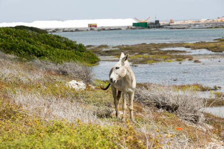 Wild Donkey roaming near the salt works, Bonaire Island, Dutch Antilles