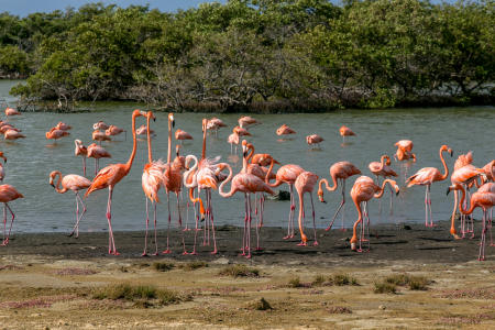 Flamingos, Bonaire Island, Dutch Antilles