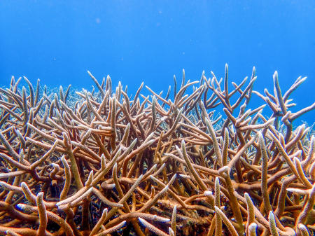 Staghorn coral, Bonaire.