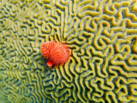 Brain coral, Bonaire Island, Dutch Antilles