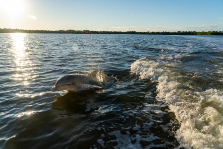 A dolphin swims along side a boat in Ten Thousand Islands  
