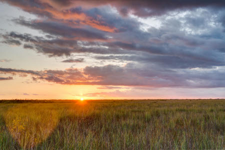 Sawgrass at sunset in the Everglades National Park.  This is called the river of grass