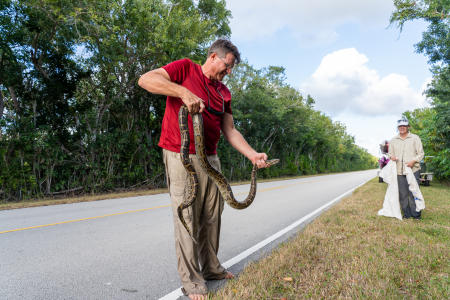 Garl Harrold, a long-time Everglades guide, holds a Burmese python that was alongside the road near West Lake in Everglades National Park.  The non-native and harmful snakes are collected, bagged, and turned into Park authorities. 