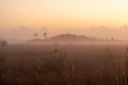 Sun rises on foggy sawgrass in Everglades National Park.  A cypress dome is in the background.
