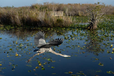 A blue heron at Royal Palm, Anhinga Trail, Everglades National Park.