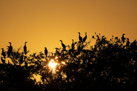 Cormorants nesting for the evening in Ten Thousand Islands, off the coast of Everglades City.