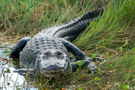 An alligator in the Everglades National Park. 