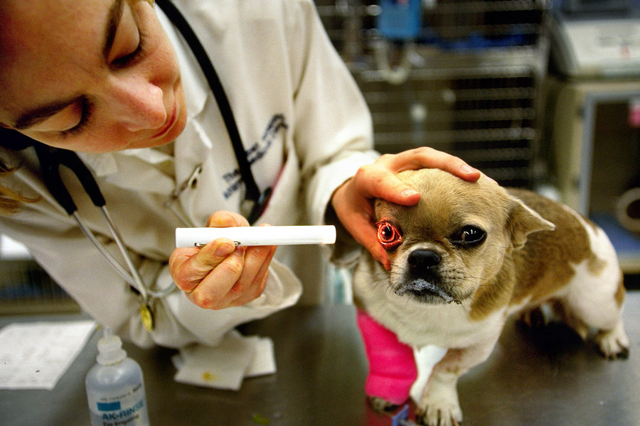 A dog with head trauma
Shot for National Geographic World