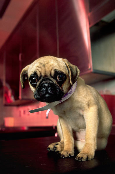 A pug puppy that was hit by a car
Shot for National Geographic World