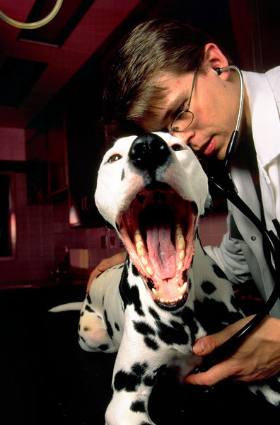A veterinarian with a patent
Shot for National Geographic World