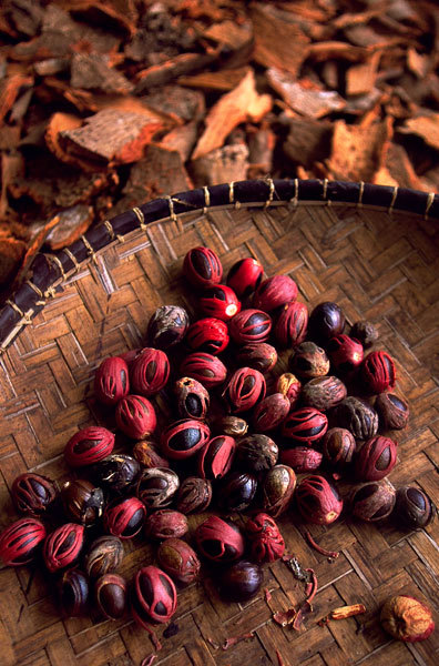 Nutmeg Plantation, Seychelles