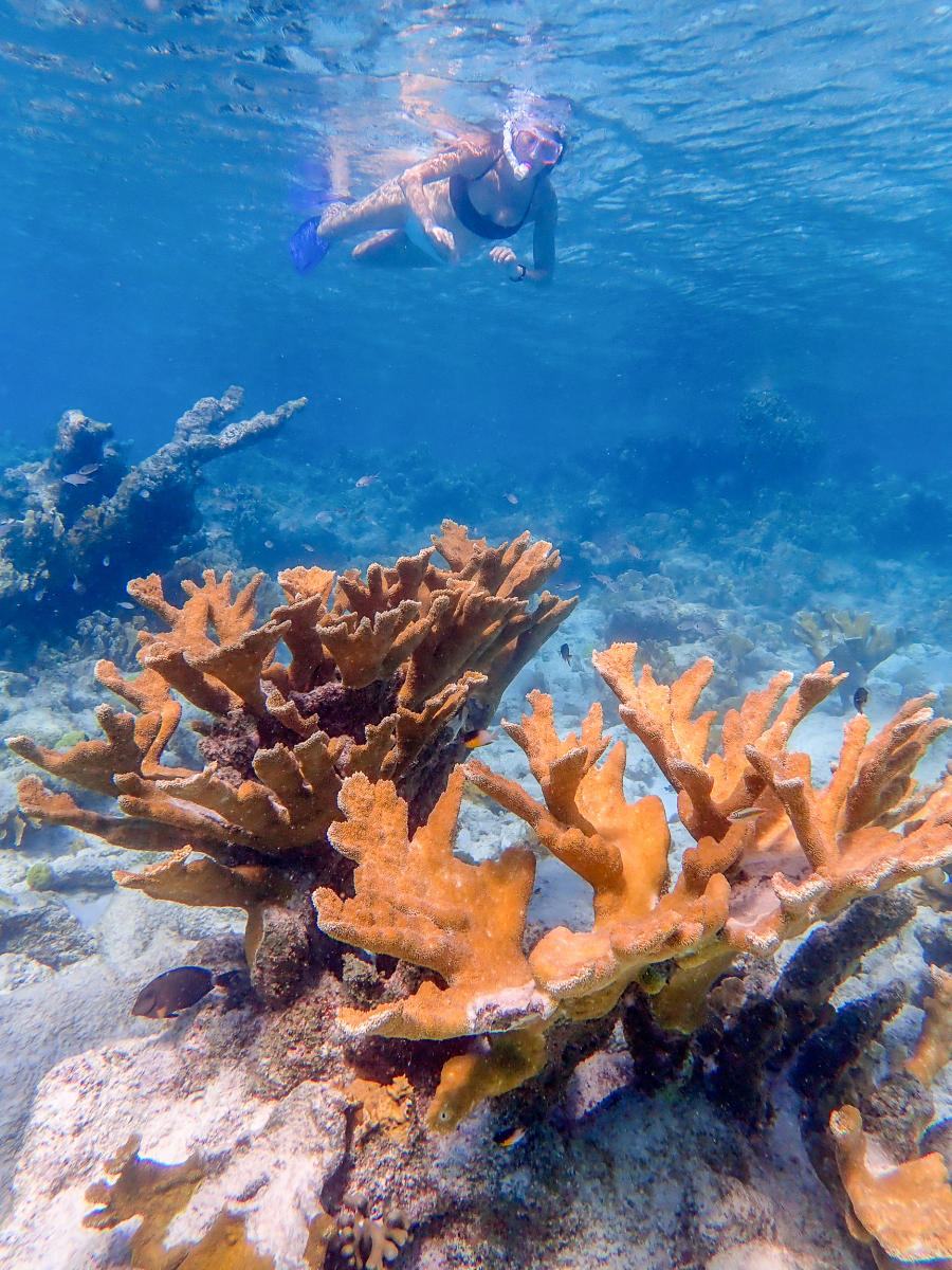 Elkhorn Coral, Bonaire