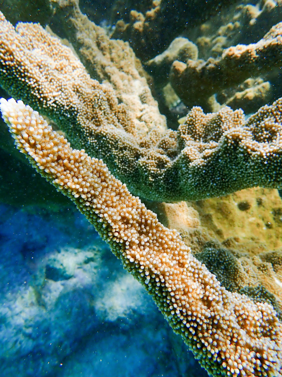 Elkhorn coral, Bonaire