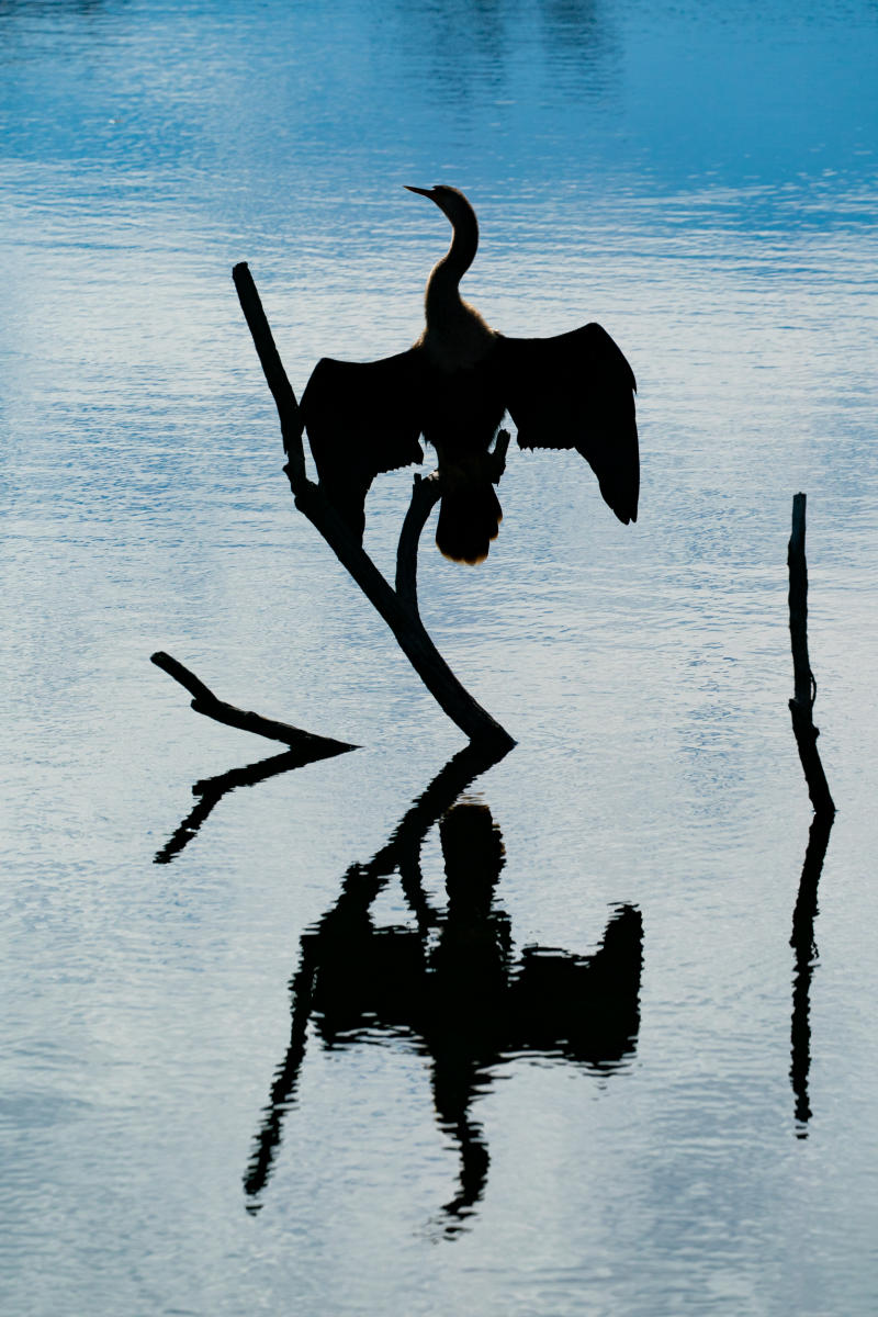 An anhinga dries its wings on the shore of the Turner River in Big Cypress National Preserve