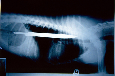 Dogs swallowed a knife
Shot for National Geographic World