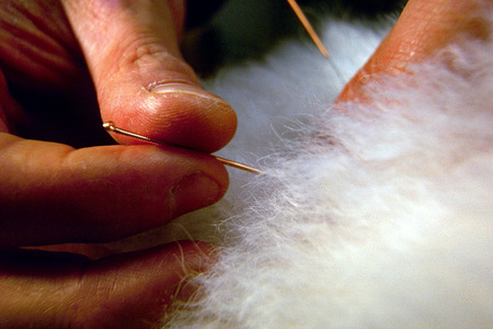 Canine Acupuncture
Shot for National Geographic World