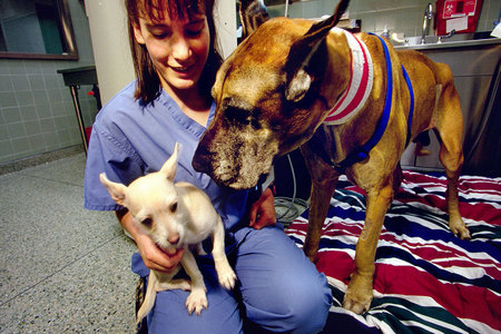 A great dane on dialysis
Shot for National Geographic World