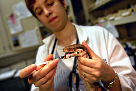 Feeding vitamins to a boa constrictor
Shot for National Geographic World