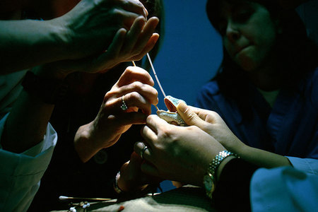 Swabbing a wounded lizard
Shot for National Geographic World