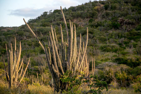 Pipe Organ Cactus, Bonaire Island, Dutch Antilles