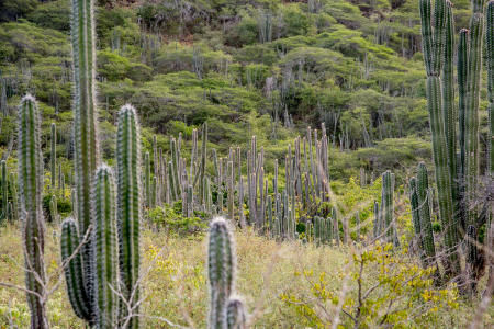 Cacti, Bonaire Island, Dutch Antilles