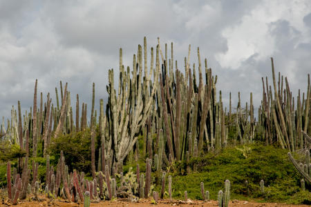 Cactus, Bonaire