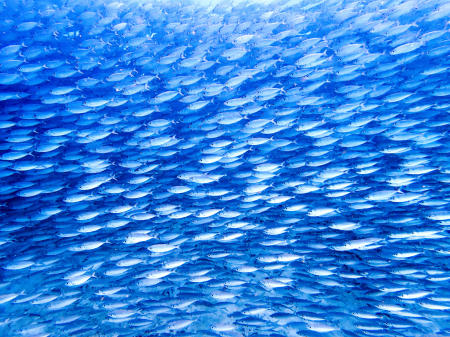 Snorkeling in a bait ball of bigeye scad in Bonaire.