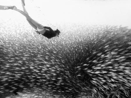 Snorkeling in a bait ball of bigeye scad in Bonaire.