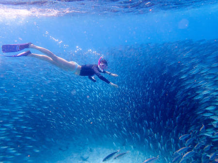 Snorkeling in a bait ball of bigeye scad in Bonaire.