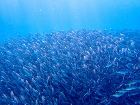 Snorkeling in a bait ball of bigeye scad in Bonaire.