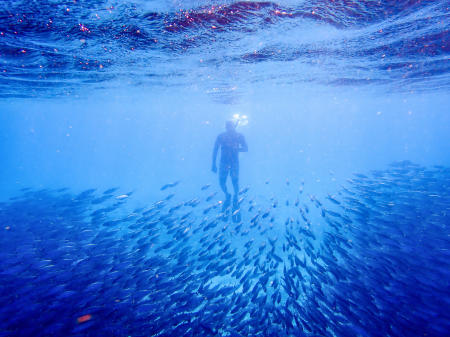 Snorkeling in a bait ball of bigeye scad in Bonaire.