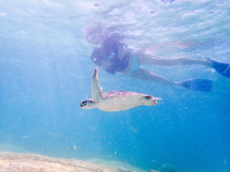 Snorkeling with a green turtle in Bonaire.