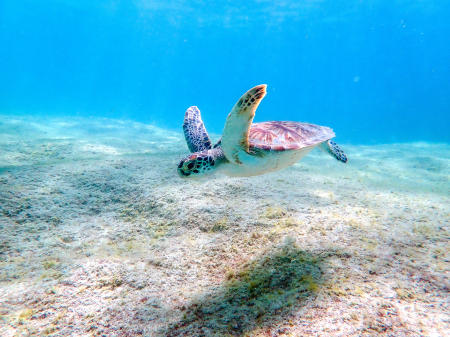 Snorkeling with a green turtle in Bonaire.