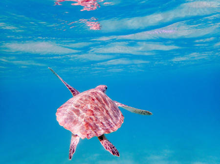 Snorkeling with a green turtle in Bonaire.