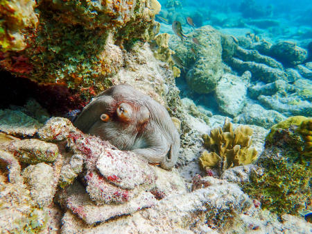 Octopus, Bonaire island