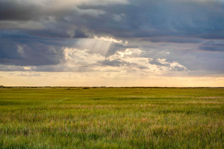 Sawgrass at sunset in the Everglades National Park.  This is called the river of grass