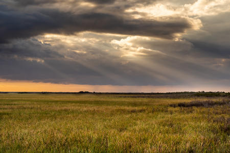 Sawgrass at sunset in the Everglades National Park.  This is called the river of grass