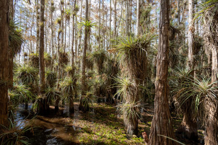 These are a bromeliad plants which harmlessly attach to  bald cypress trees.