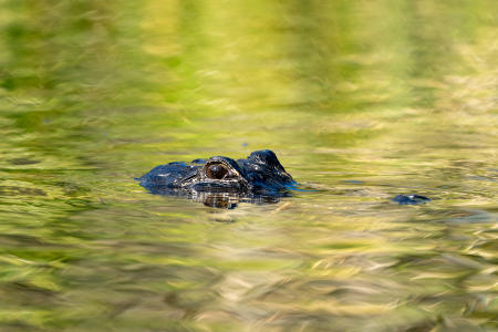 An American alligator on the shore of the Turner River in Big Cypress National Preserve. Alligators were nearly hunted to extinction in the 1960s but surged back after restrictions