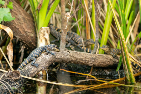 Very young American alligators on the shore of the Turner River in Big Cypress National Preserve