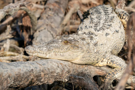 An American Crocodile basks in the sun at Flamingo in the Everglades National Park.
