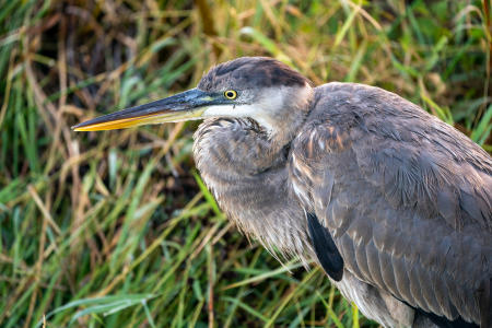 A blue heron at Royal Palm, Anhinga Trail, Everglades National Park.