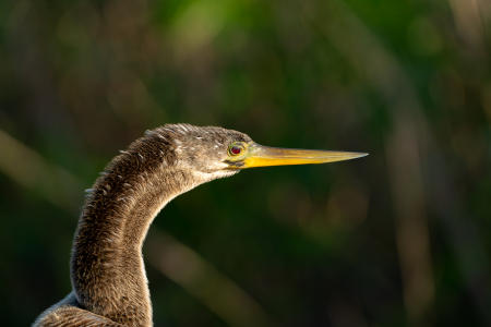 An anhinga at Royal Palm, Anhinga Trail, Everglades National Park.