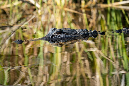 An American alligator on the shore of the Turner River in Big Cypress National Preserve